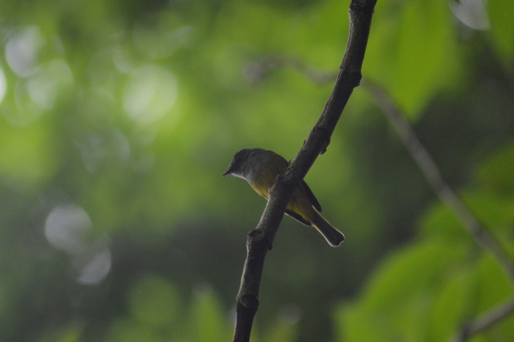 Gray-headed Canary-Flycatcher (Culicicapa ceylonensis)