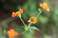 Geum quellyon, photograph Morten Ross, CC BY, iNaturalist via GBIF