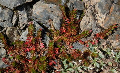 Epilobium rubro-marginatum