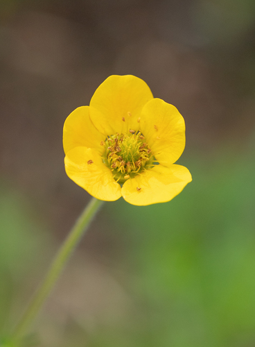 Geum magellanicum, photograph 2