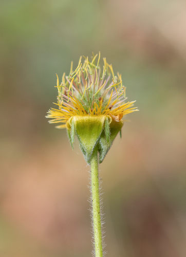 Geum magellanicum, photograph 3