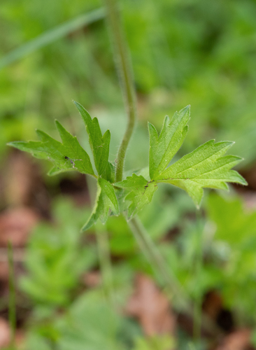 Geum magellanicum, photograph 4