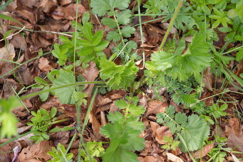 Geum magellanicum, photograph 5