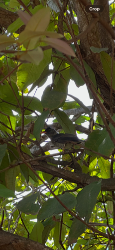 iNaturalist image