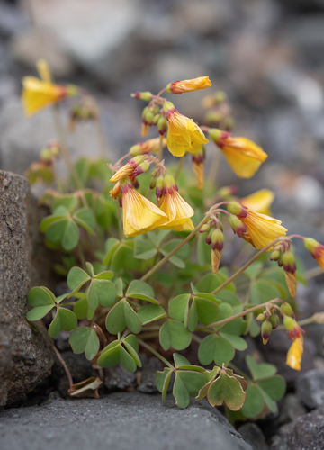 Chilean yellow-sorrel (Oxalis valdiviensis)