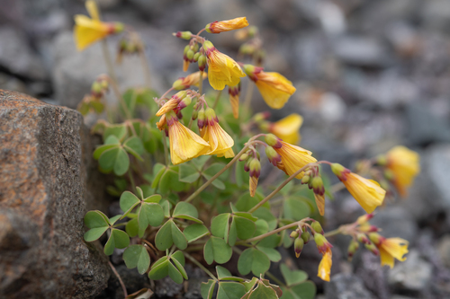 Oxalis valdiviensis, photograph 2