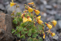 Oxalis valdiviensis, photograph (c) Morten Ross, some rights reserved (CC BY)