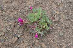 Oxalis squamata, photograph (c) Morten Ross, some rights reserved (CC BY)