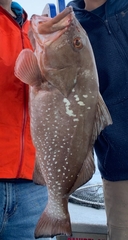 Epinephelus morio