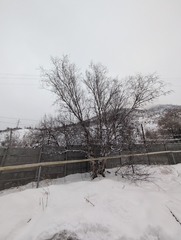 Betula tianschanica