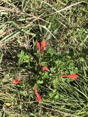 Clinopodium mexicanum