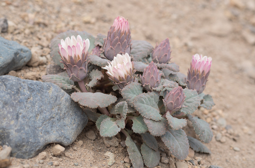Pachylaena atriplicifolia, photograph 6