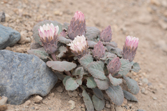 Pachylaena atriplicifolia, photograph (c) Morten Ross, some rights reserved (CC BY)