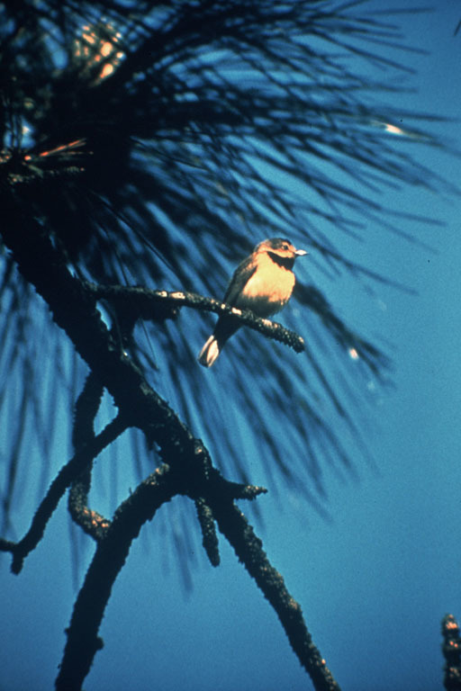 Bachman's Warbler (Vermivora bachmanii)