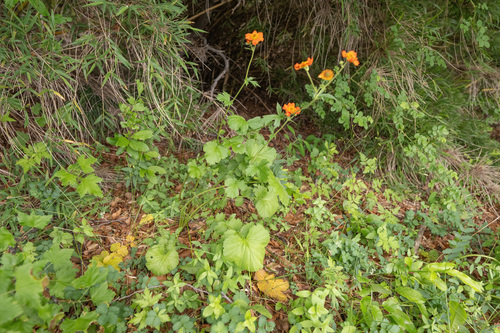 Geum quellyon, photograph 5