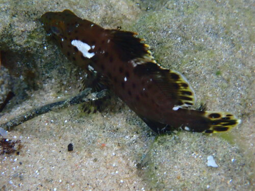 Epinephelus longispinis observed 2026-01-24