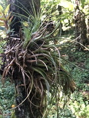 Tillandsia punctulata