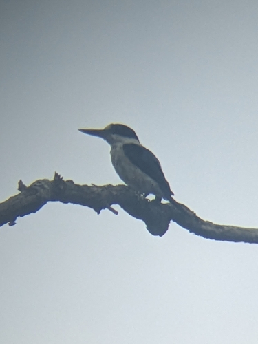 Forest Kingfisher (Todiramphus macleayii), photo 5