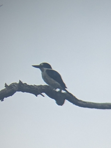 Forest Kingfisher (Todiramphus macleayii), photo 6