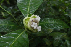 Palicourea glomerulata