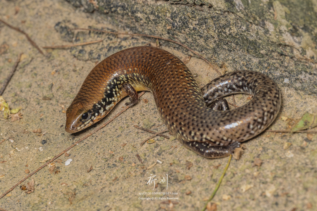 Chinese Ateuchosaurus
