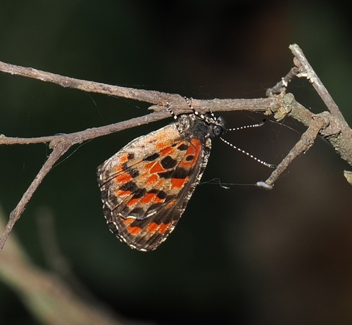 Pseuderesia