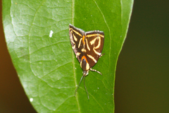 Hemerophila albertiana