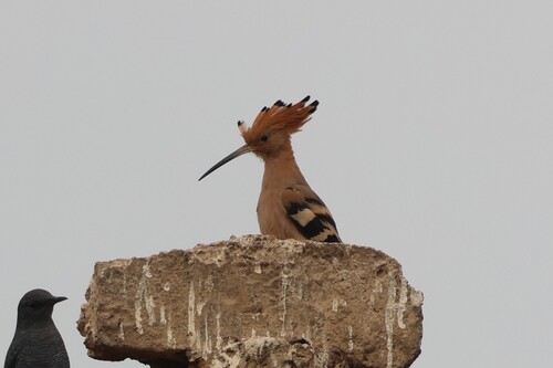 Common Hoopoe