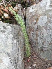 Aspalathus linearifolia