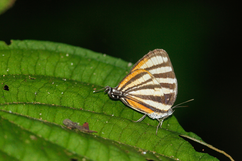 Arawacus aetolus