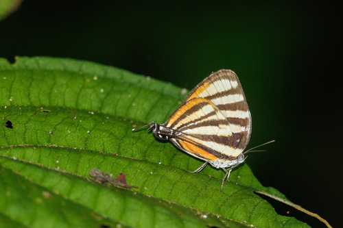 Arawacus aetolus