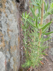 Aspalathus linearifolia