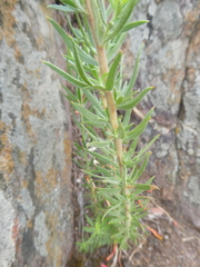 Aspalathus linearifolia