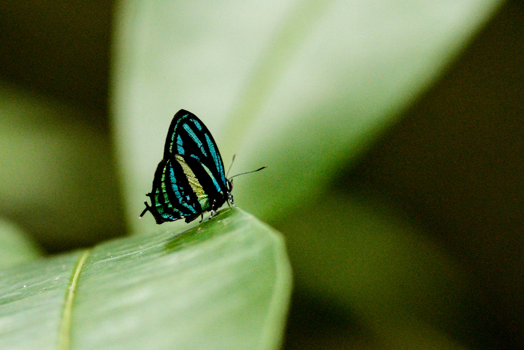 Thestius pholeus