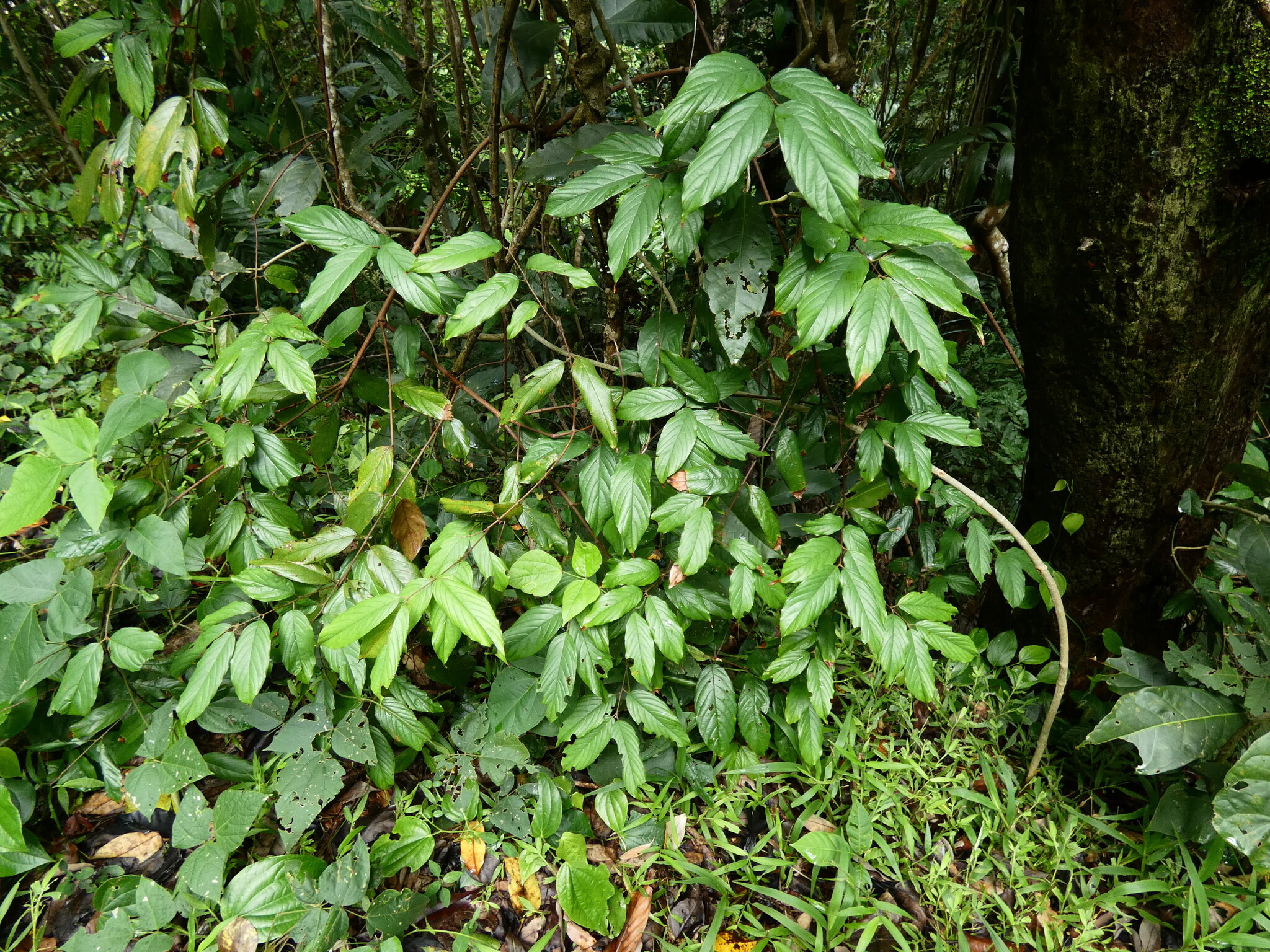 Sageretia hamosa