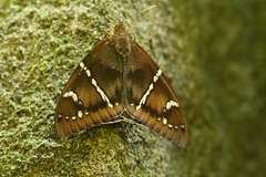 Eupalamides cyparissias