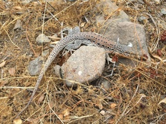 Callopistes maculatus