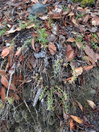 Cyprus Madder (Rubia laurae)