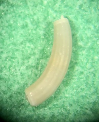 Caecum cooperi