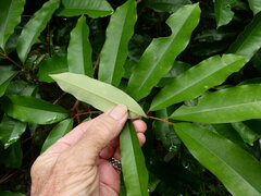 Castanospora alphandii, photograph (c) Steve Fitzgerald, some rights reserved (CC BY-SA)