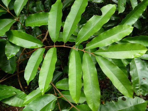 Castanospora alphandii, photograph 1
