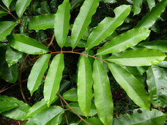 Castanospora alphandii, photograph (c) Steve Fitzgerald, some rights reserved (CC BY-SA)
