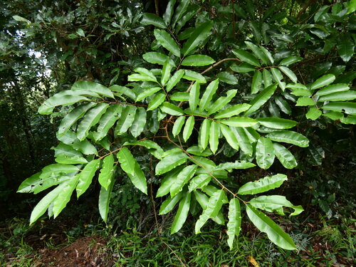 Castanospora alphandii
