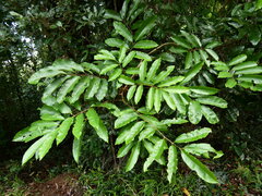 Castanospora alphandii