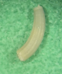 Caecum cooperi