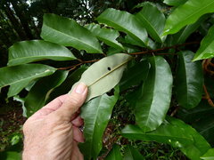 Castanospora alphandii, photograph (c) Steve Fitzgerald, some rights reserved (CC BY-SA)