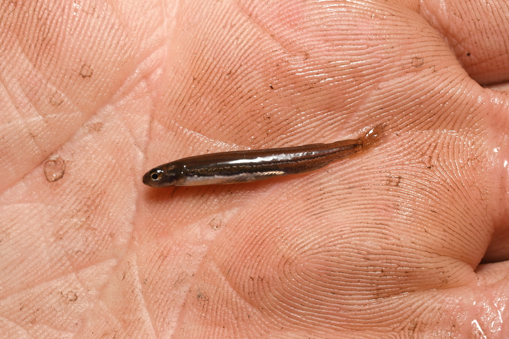 Galaxias (Galaxiella munda) — Galaxiidae