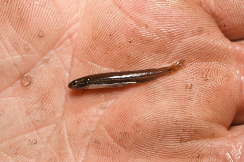 Galaxias (Galaxiella munda) — Galaxiidae