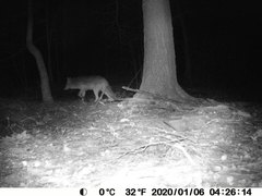 Canis latrans thamnos