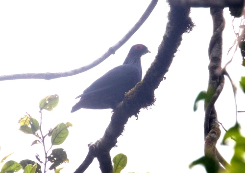 iNaturalist image